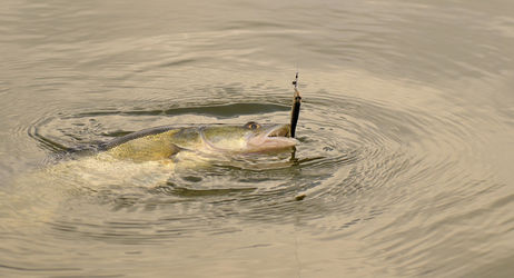 Ouverture de la pêche du brochet et du sandre en 2ème catégorie piscicole