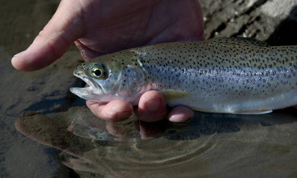 Pêche de la truite sur la rivière Vie - Fédération de pêche de l'Orne