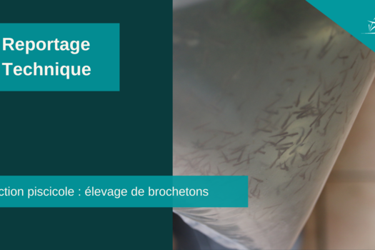 Reportage élevage brochetons