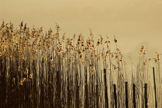 Projet de loi d'urgence agricole 